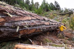 One of several ancient Douglas-fir trees tragically cut down in the Nahmint. The texture of its bark was incredible.