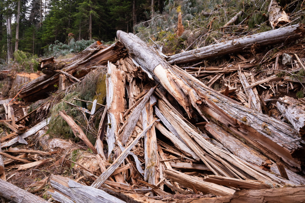 The shattered top of an enormous redcedar tree that blew apart upon hitting the ground.