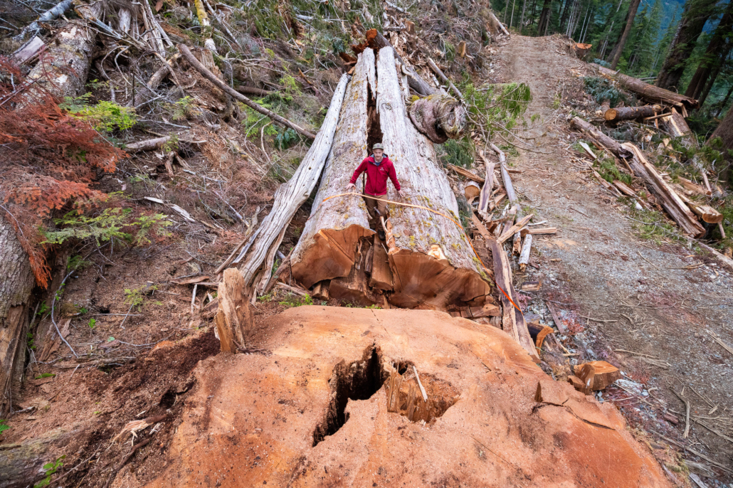 An immense redcedar measuring roughly 9 ft (3 m) wide recently felled in a BC Timber Sales cutblock in the Nahmint Valley.