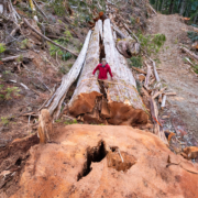 An immense redcedar measuring roughly 9 ft (3 m) wide recently felled in a BC Timber Sales cutblock in the Nahmint Valley.