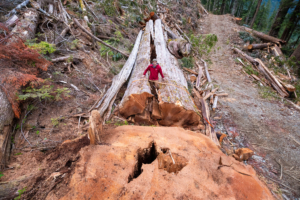 Ancient Forest Alliance campaigner & photographer TJ Watt stands beside the fallen remains of an ancient western redcedar approximately 9 feet (3 meters) wide cut down by BC Timber Sales in the Nahmint Valley near Port Alberni in Hupačasath, Tseshaht, and Yuułuʔiłʔatḥ First Nation territory.