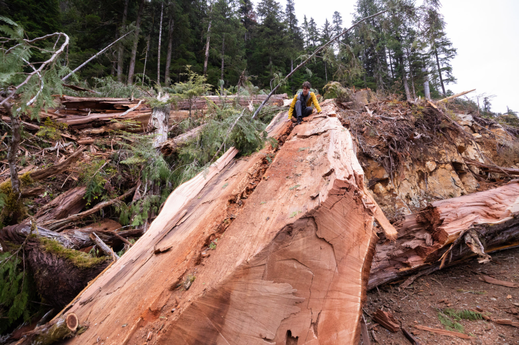 Old-growth destruction.