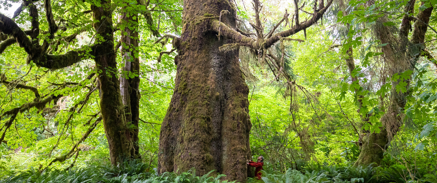 A man in a red jacket stands beside a colossal old-growth tree in a thicket of lush green.