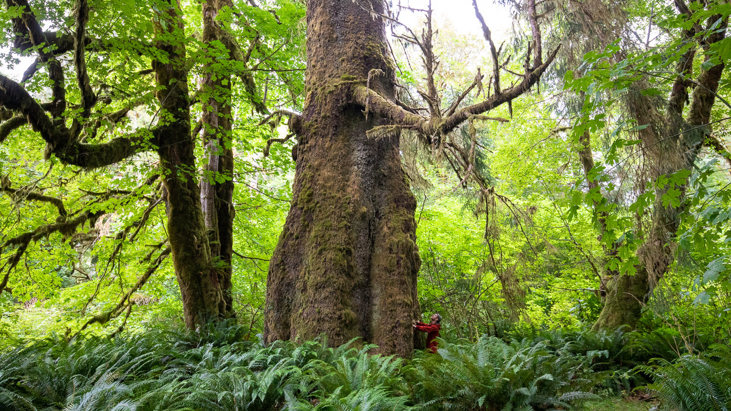 A man in a red jacket stands beside a colossal old-growth tree in a thicket of lush green.