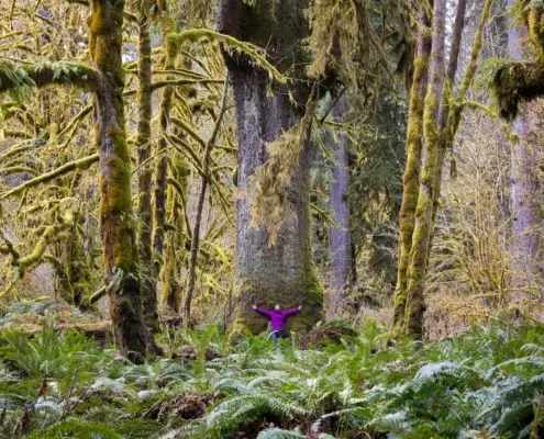 Old-growth spruce