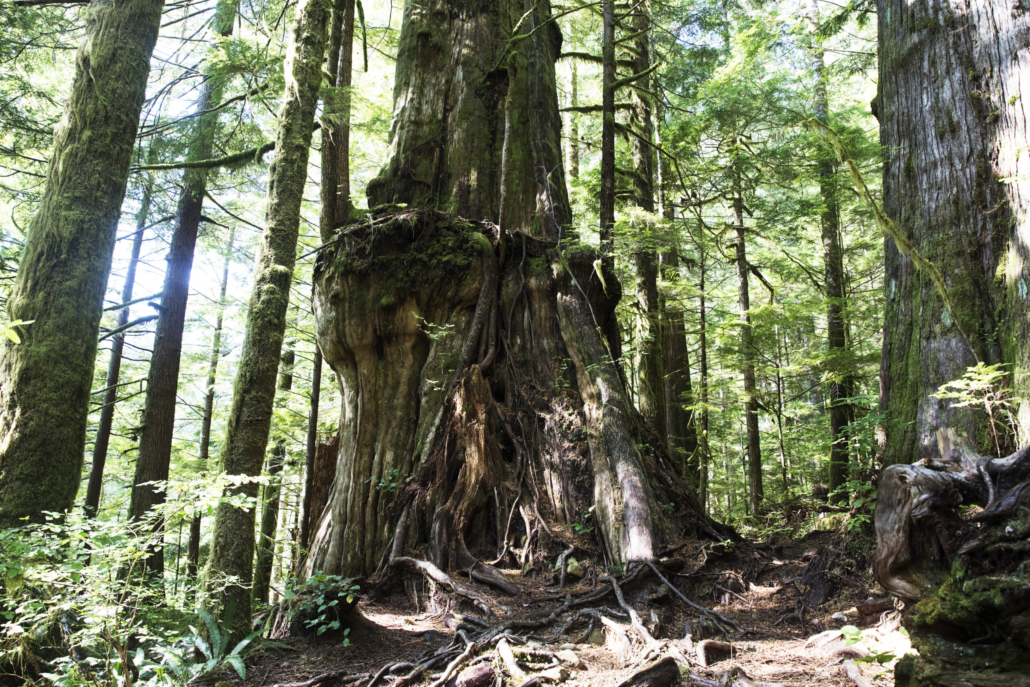 An old-growth red cedar stands within Tla-o-qui-aht First Nation traditional territory. 