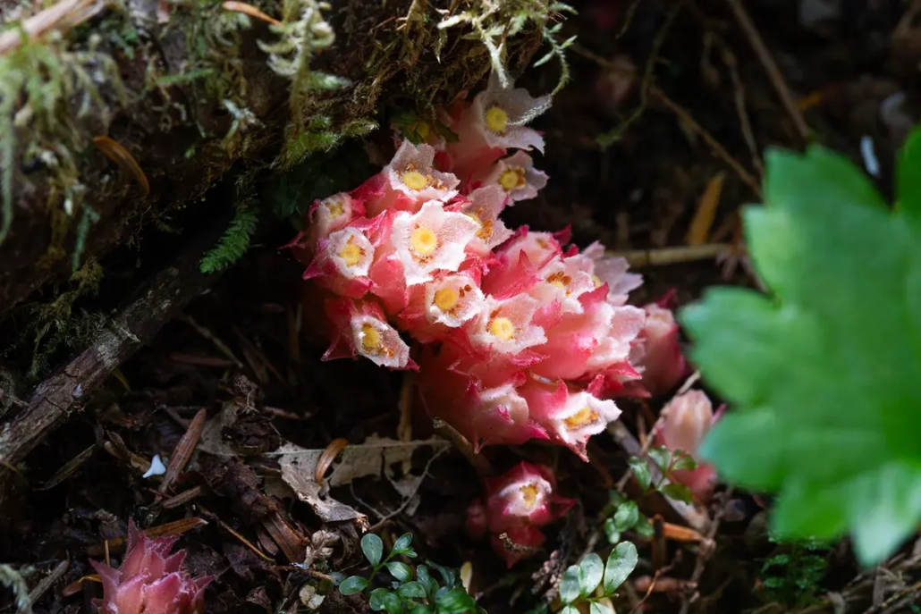 Gnome plant - BC rainforests