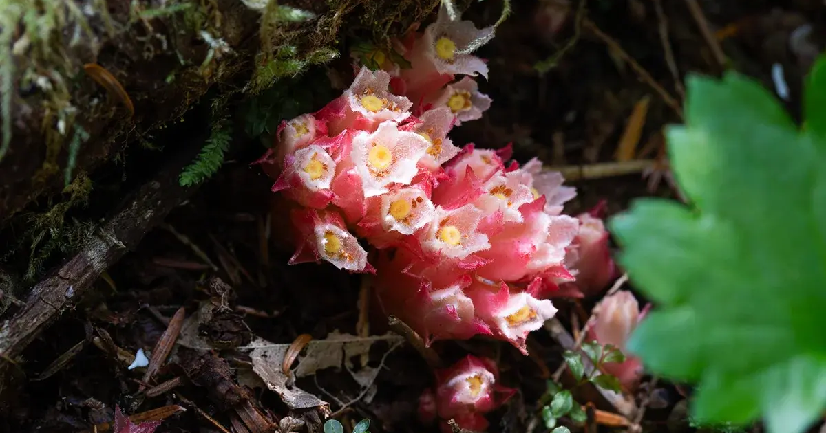 Gnome plant - BC rainforests