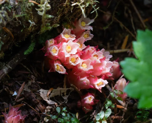 Gnome plant - BC rainforests