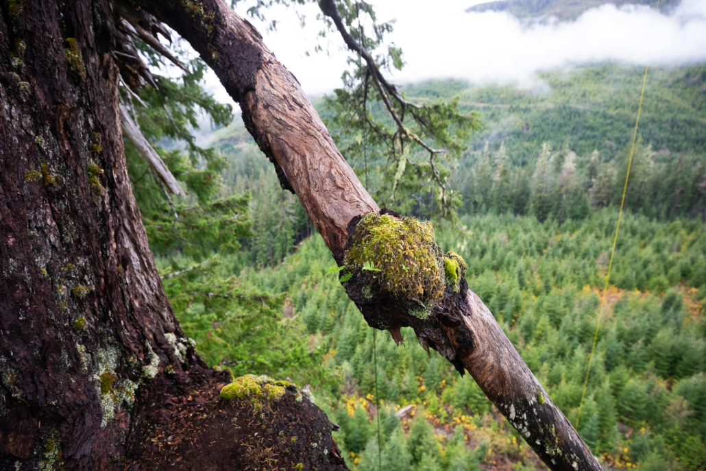 A tree climber stands on the limb of Big Lonely Doug