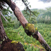 A tree climber stands on the limb of Big Lonely Doug