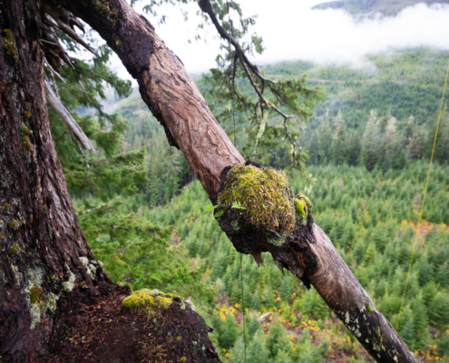 A tree climber stands on the limb of Big Lonely Doug