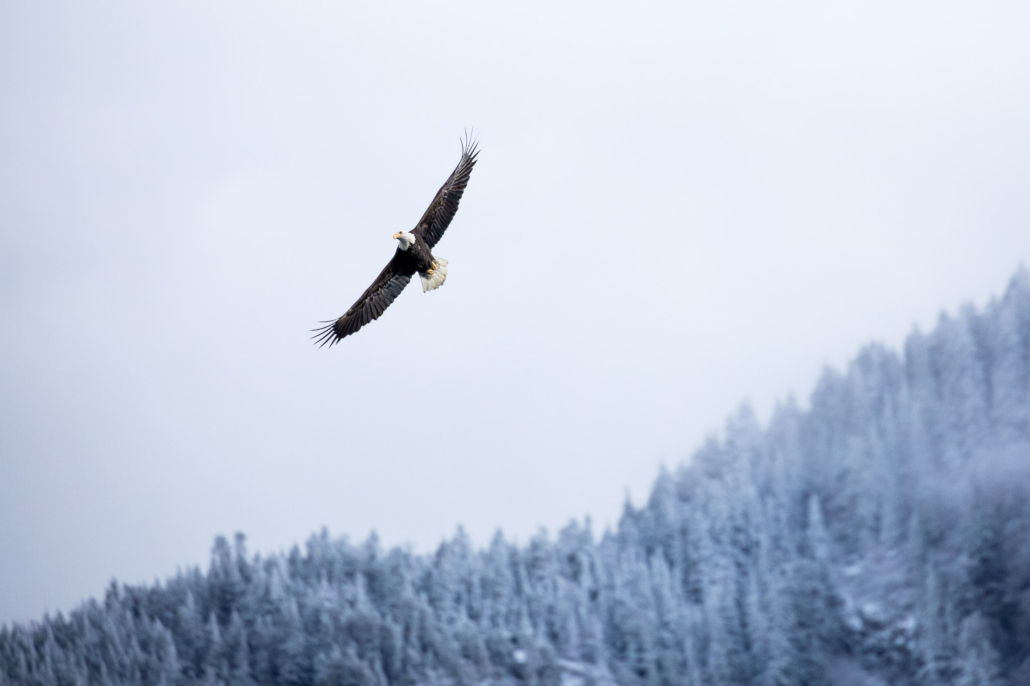 An eagle soars over Echo Lake in winter time.