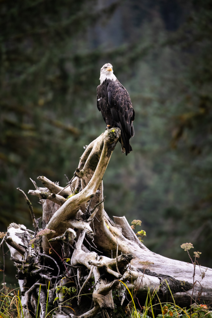 Bald eagle - Great Bear Rainforest