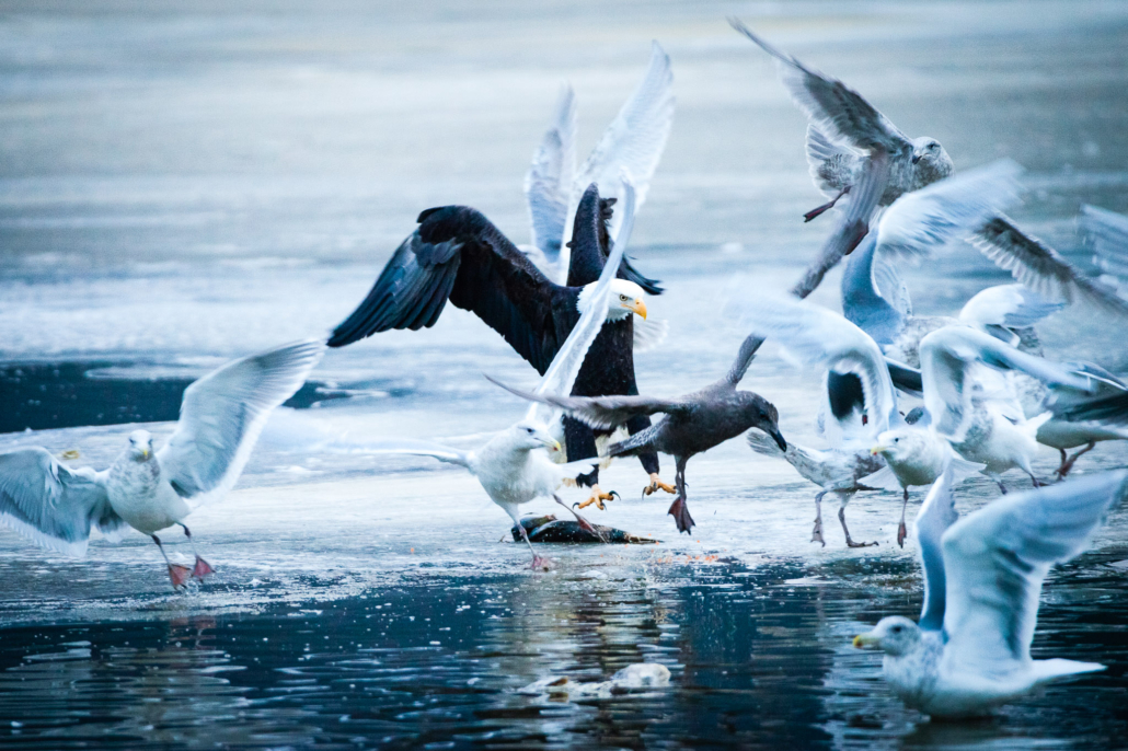 An eagle swoops in for a salmon along the Harrison-Chehalis River