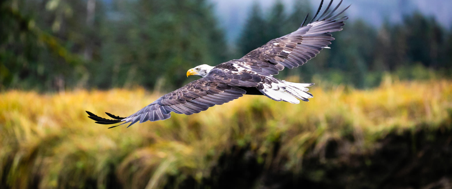 A bald eagle soars over the an estuary in the Great Bear Rainforest, BC.