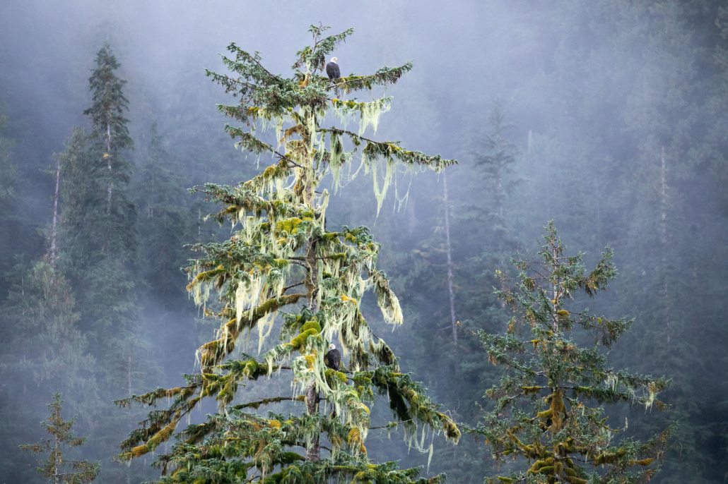 Great Bear Rainforest