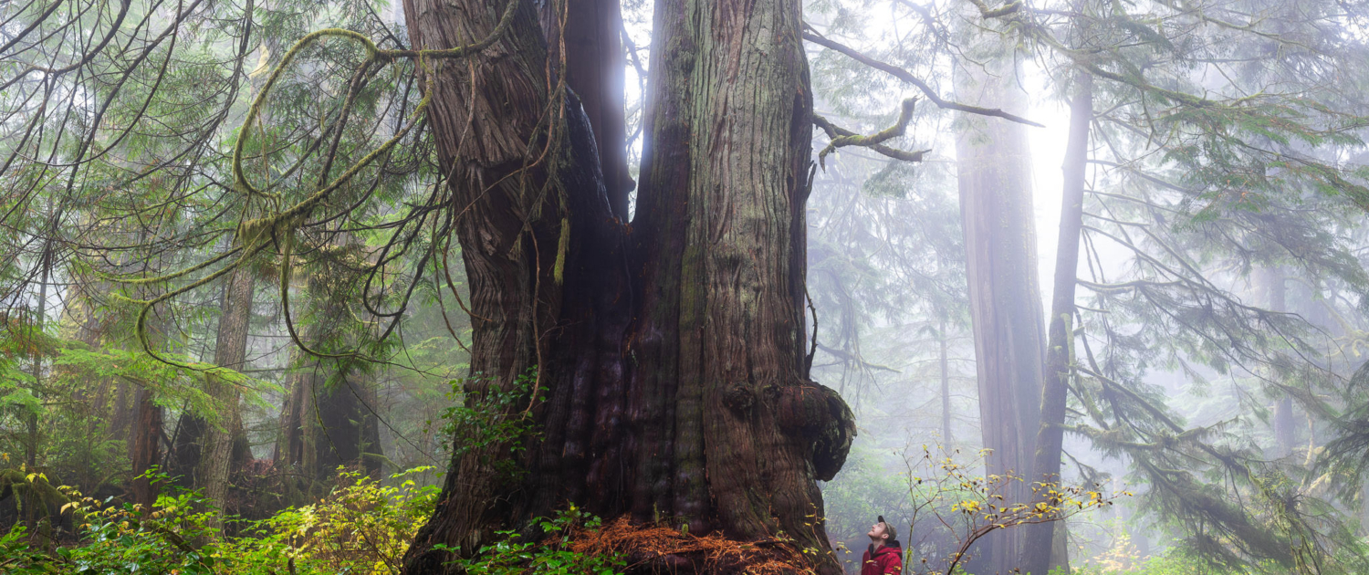 TJ Watt stands beside a giant redcedar in Jurassic Grove on a foggy day.