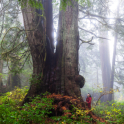 TJ Watt stands beside a giant redcedar in Jurassic Grove on a foggy day.