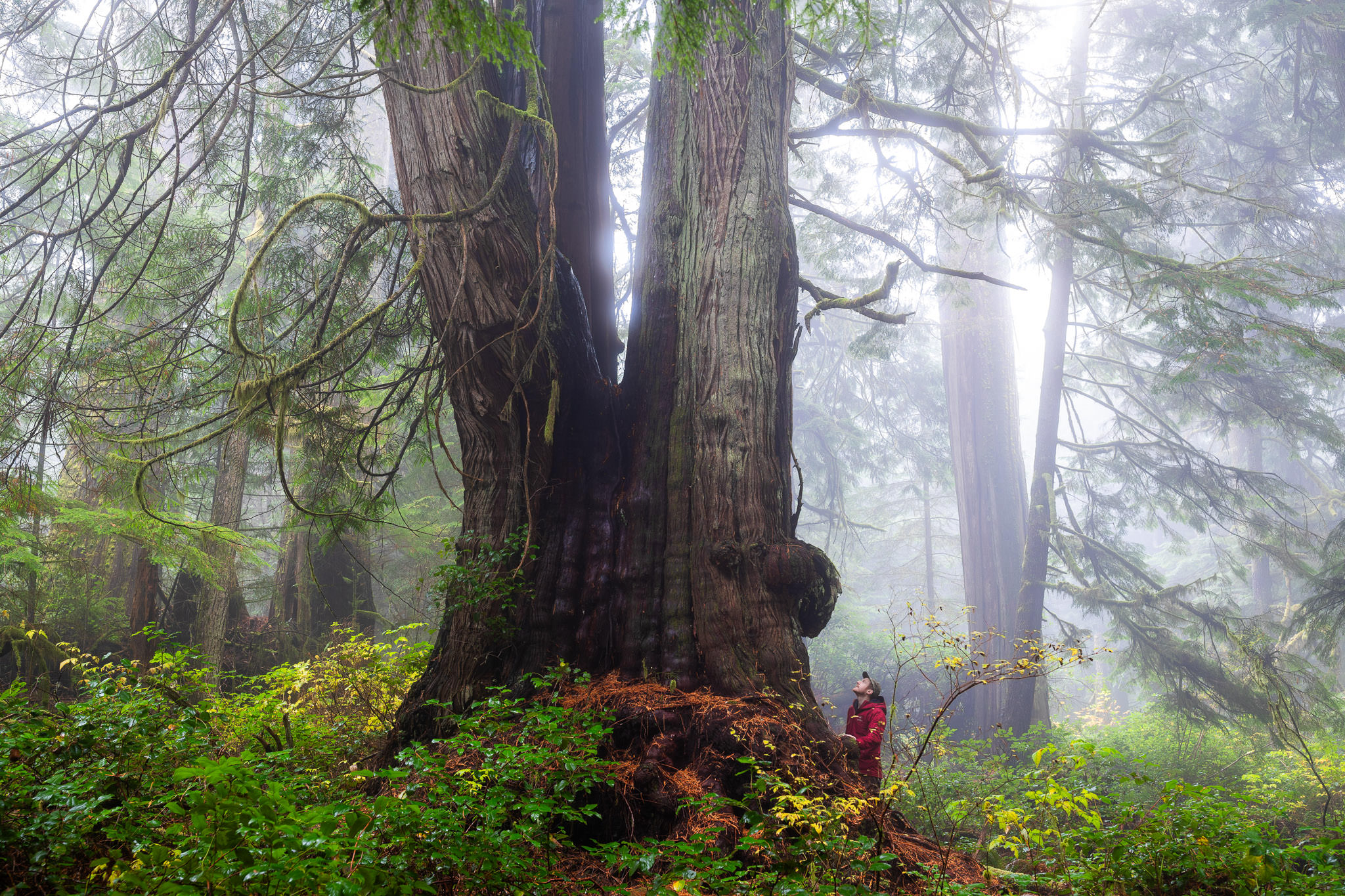 TJ Watt stands beside a giant redcedar in Jurassic Grove on a foggy day.