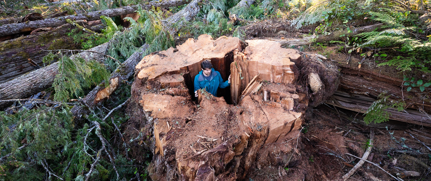 Old-growth cedar stump - Quatsino