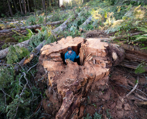 Old-growth cedar stump - Quatsino