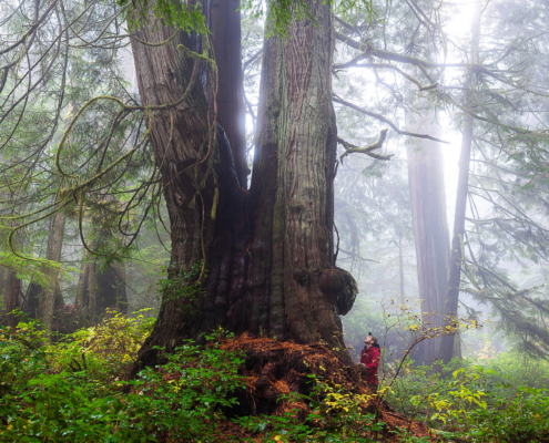 Ancient Forest Alliance Campaign Director TJ Watt stands beside a giant old-growth redcedar tree in the unprotected Jurassic Grove near Port Renfrew in Pacheedaht territory.