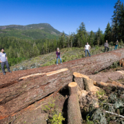 Nahmint-Valley-Douglas-fir-BCTS BC's ninth widest Douglas-fir cut down by BC Timber Sales (BCTS) in the Nahmint Valley in 2018.