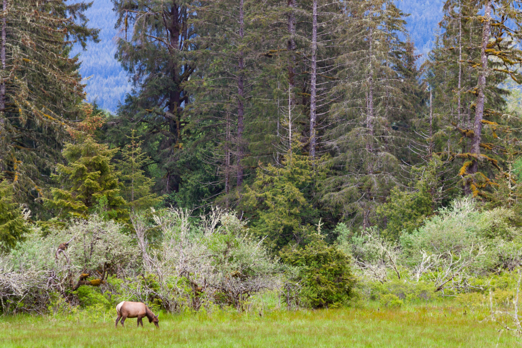A roosevelt elk grazing in meadow. 