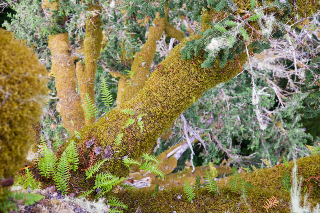 A tapestry of moss, ferns, lichens, and more high up in the canopy of an old-growth spruce tree.