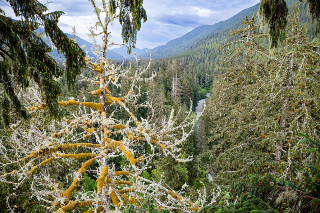 16-Carmanah-Tree-Top