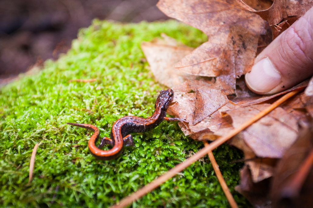 Red-backed salamander