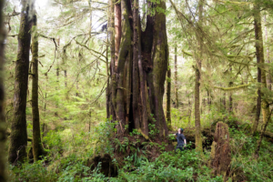 Colin Smith beside yet another ancient giant.