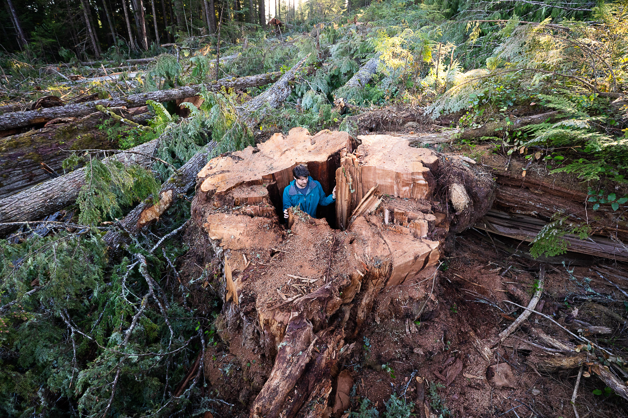 Ancient Forest Alliance's Ian Thomas stands inside the giant stump of an old-growth redcedar tree measuring nearly 10 feet (3 metres) wide, cut down in Quatsino Sound on northwestern Vancouver Island, Quatsino territory. (2022)