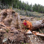 Ancient Forest Alliance photographer and campaign director TJ Watt stands beside the fallen remains of an ancient western redcedar approximately 9 feet (3 metres) wide, cut down by BC Timber Sales in the Nahmint Valley near Port Alberni in Hupačasath, Tseshaht, and Yuułuʔiłʔatḥ First Nation territory. (2024)