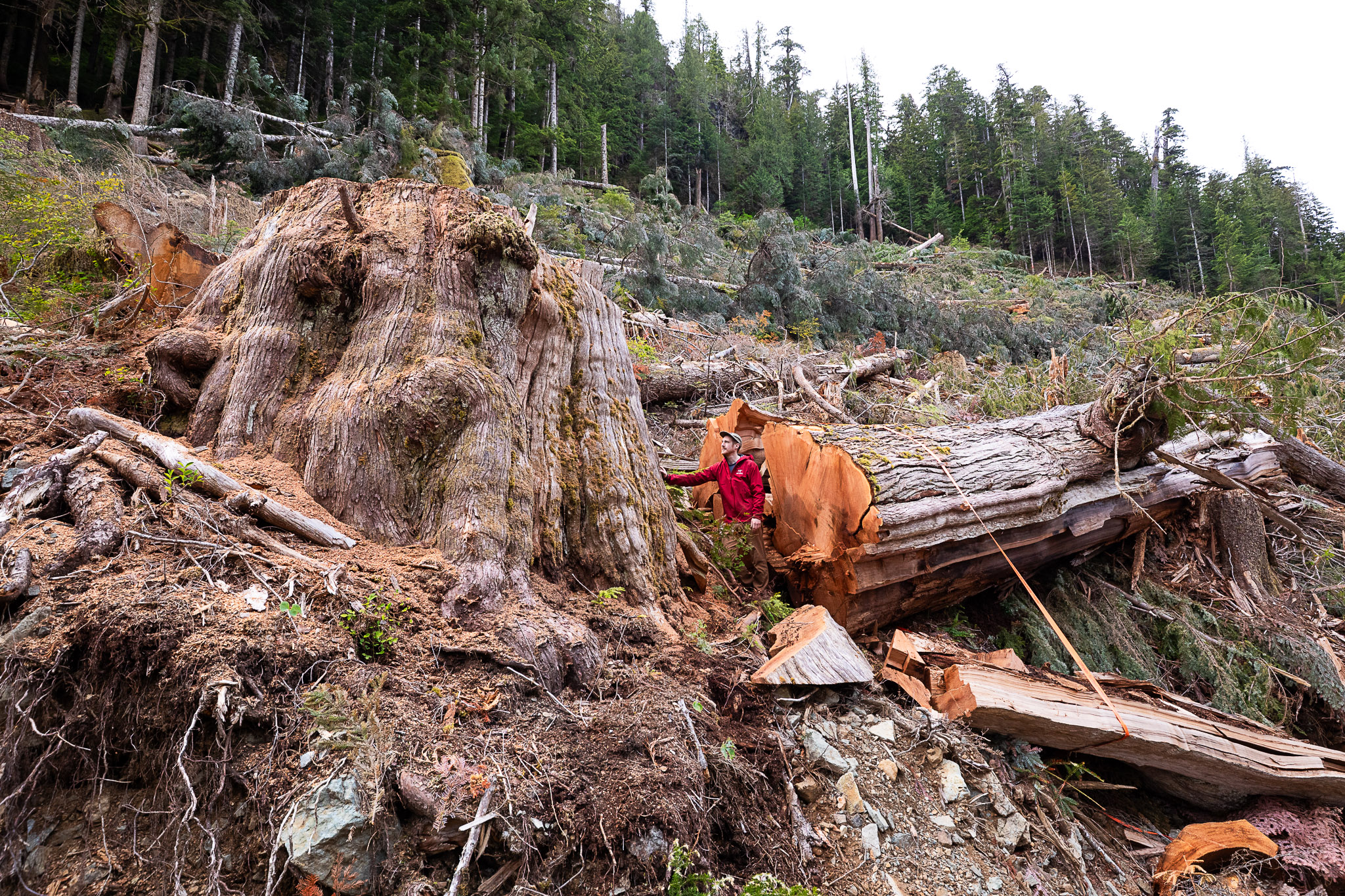 Ancient Forest Alliance photographer and campaign director TJ Watt stands beside the fallen remains of an ancient western redcedar approximately 9 feet (3 metres) wide, cut down by BC Timber Sales in the Nahmint Valley near Port Alberni in Hupačasath, Tseshaht, and Yuułuʔiłʔatḥ First Nation territory. (2024)