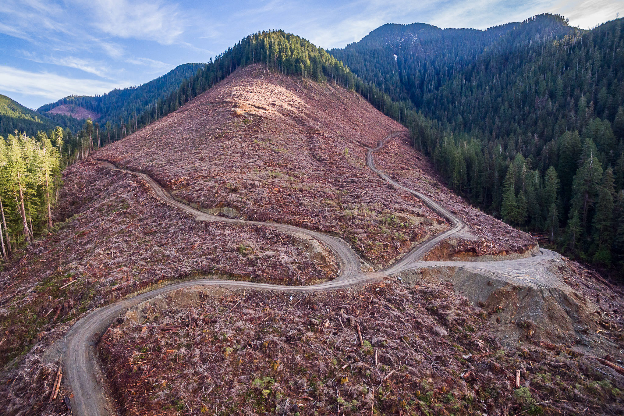 A sprawling old-growth clearcut, nearly 40 hectares in size, logged by Teal-Jones in the Caycuse Valley in Ditidaht territory on Vancouver Island, BC. Hundreds of ancient cedars, some measuring more than 10 feet (3 metres) wide, were logged here
