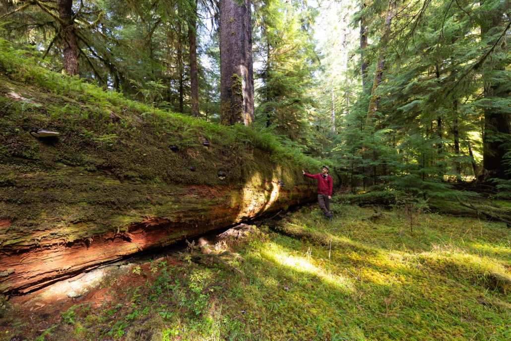 Giant spruce nurse log