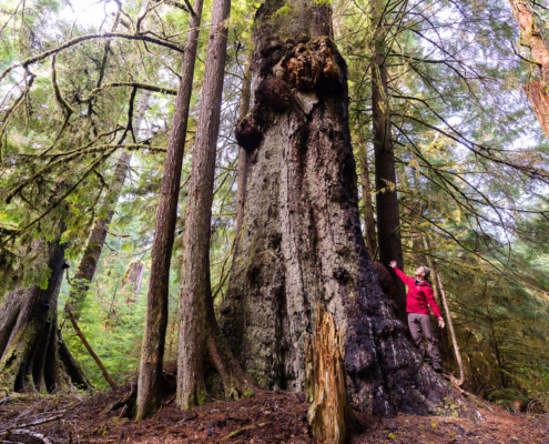 A hiker stretches his arms out beside a giant old-growth Sitka spruce trees at Yakoun Lake on Haida Gwaii.