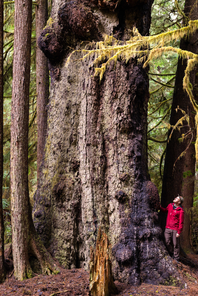 An 11-foot diameter spruce. Truly Giant!