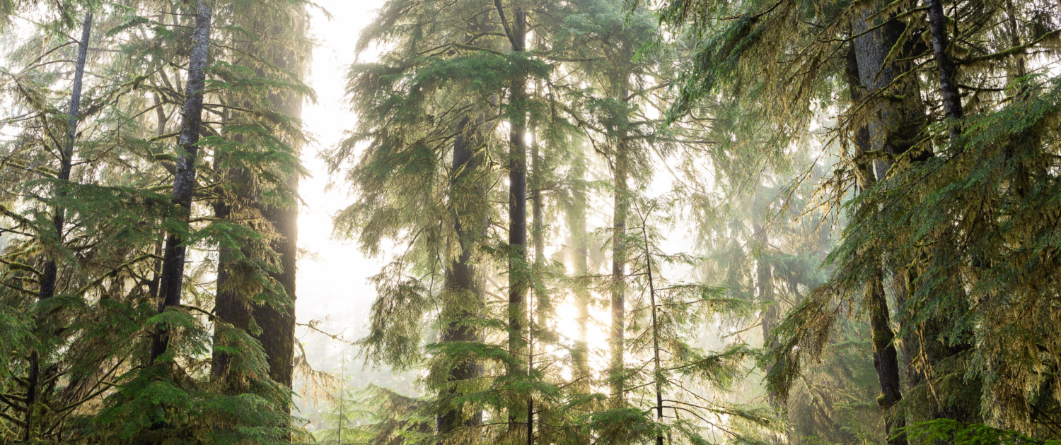 Fog rolls through an ancient temperate rainforest at Yakoun Lake.