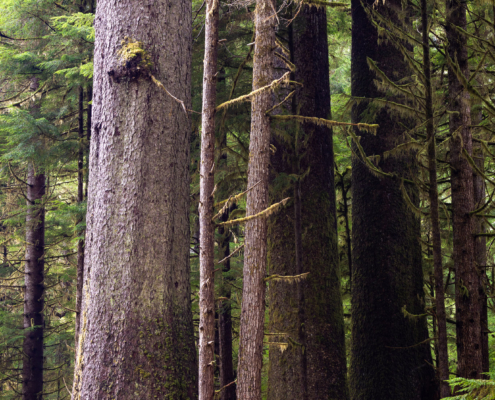 A hike stands among three giant old-growth Sitka spruce trees at Yakoun Lake on Haida Gwaii.