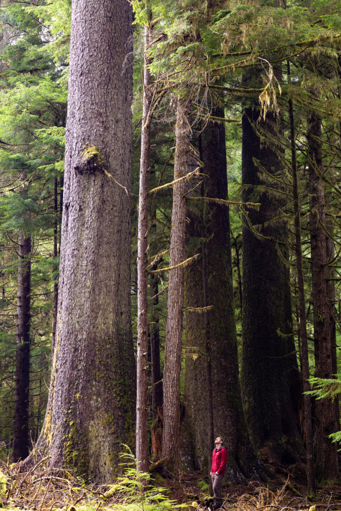 It was mind-blowing to see so many giant Sitka spruce stacked in a row. Forests like these are nearly nonexistent today. Felt like stepping back in time.