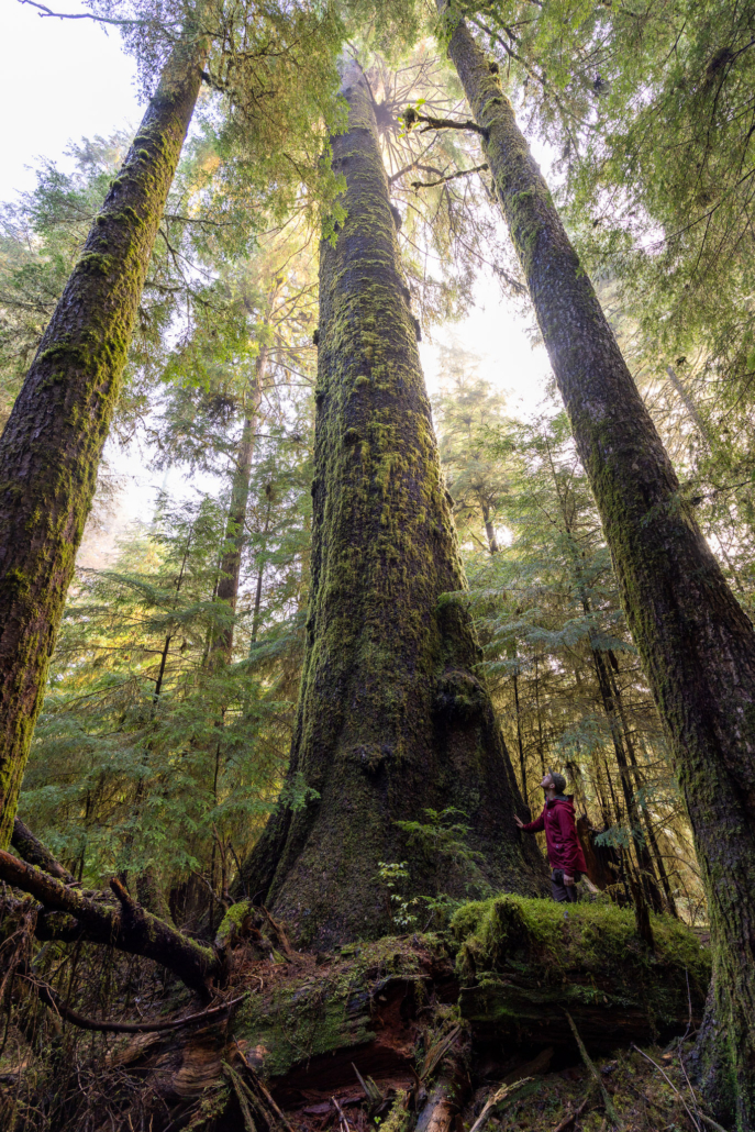 Many of these towering trees soar over 230 feet (70 meters) into the air.