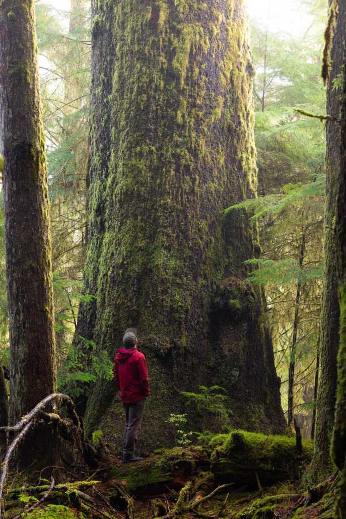 Like meeting a dinosaur in the woods.