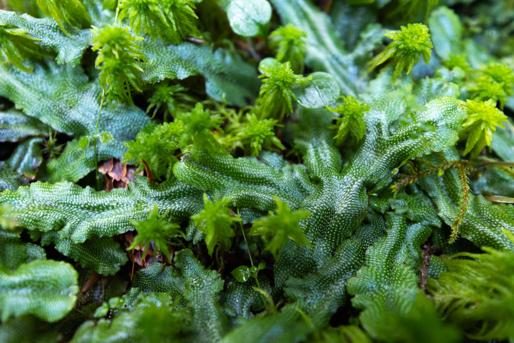 Beautiful bryophytes