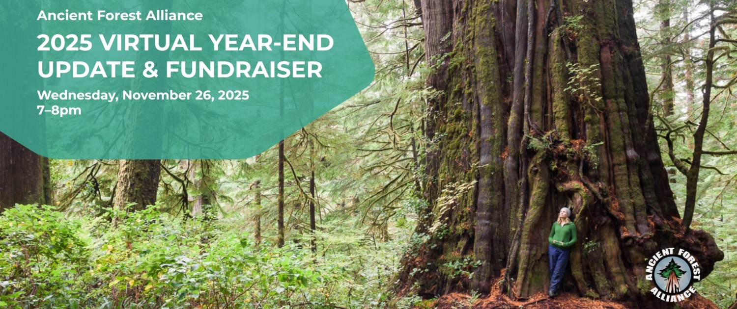 An image of a large western redcedar with the words: 2025 Virtual Year-End Update and Fundraiser