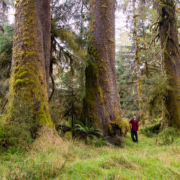 Haida-Gwaii-Spruce-Meadow-16×9
