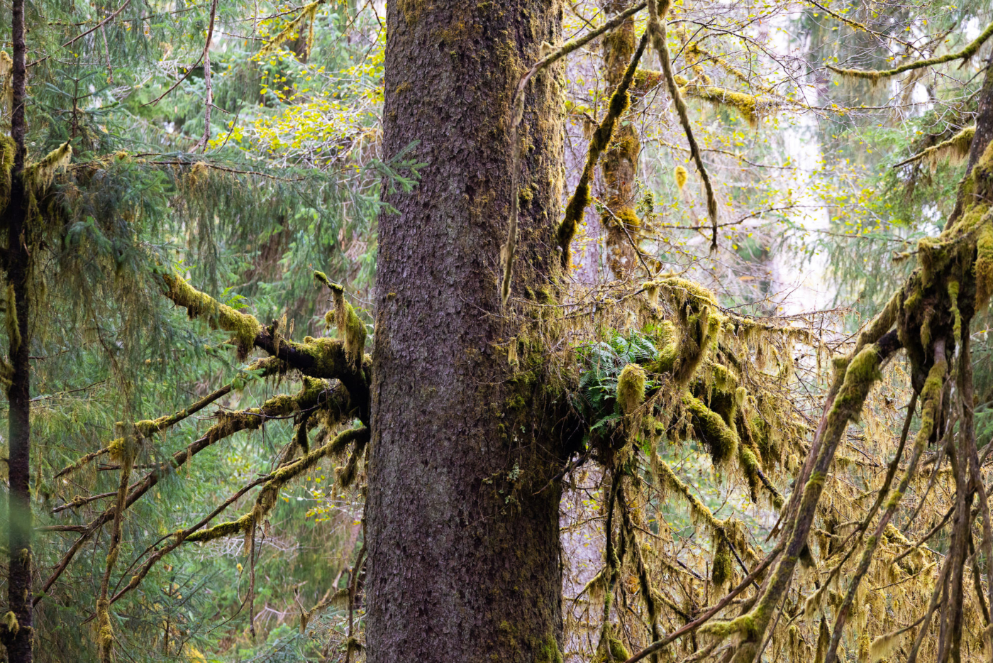 haida-gwaii-old-growth-spruce-meadow-456