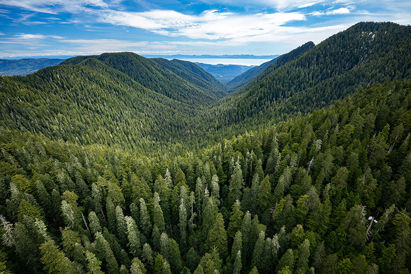 Old-Growth Deferrals